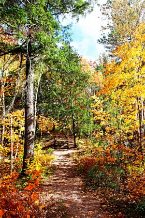 Step Into Fall